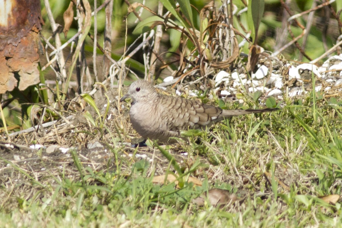 Inca Dove - ML314156971