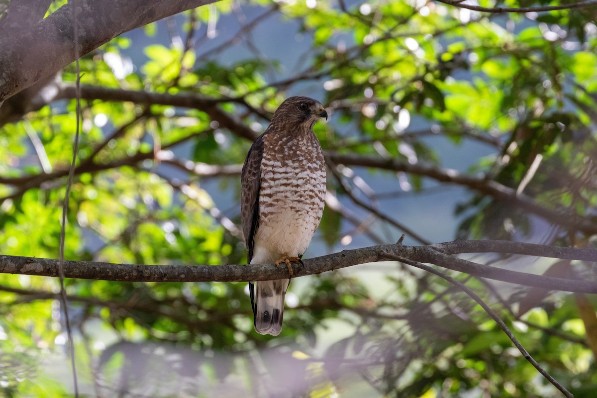 Broad-winged Hawk - ML314156981