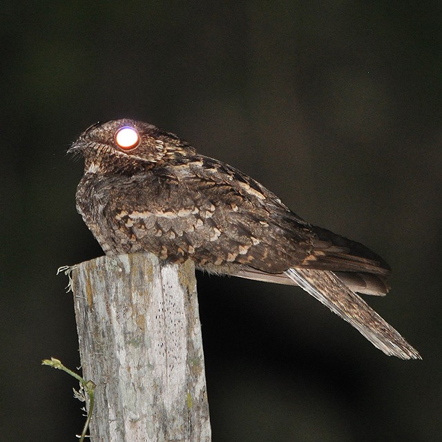 Little Nightjar - ML314158941