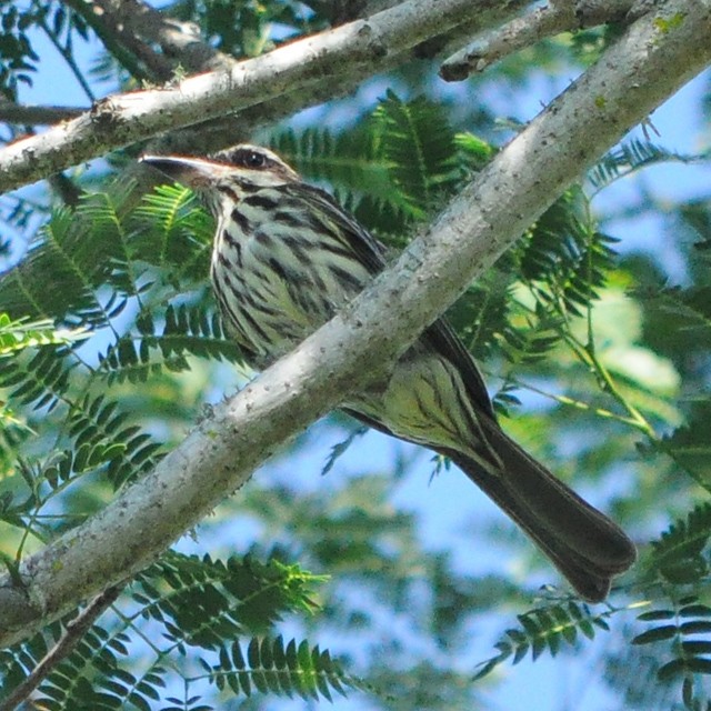 Streaked Flycatcher - Andrés Cecconi