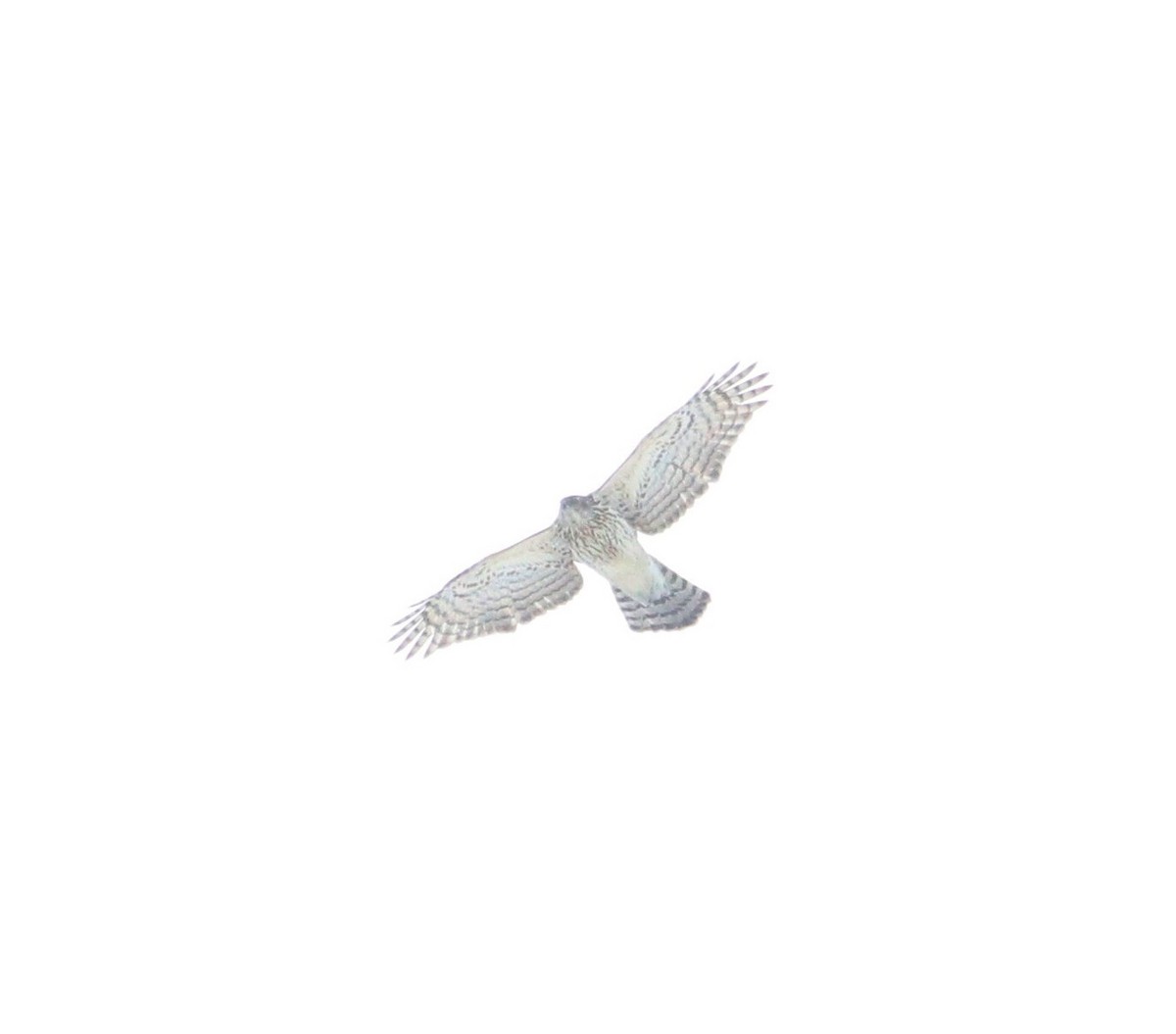 American Goshawk - ML314159811