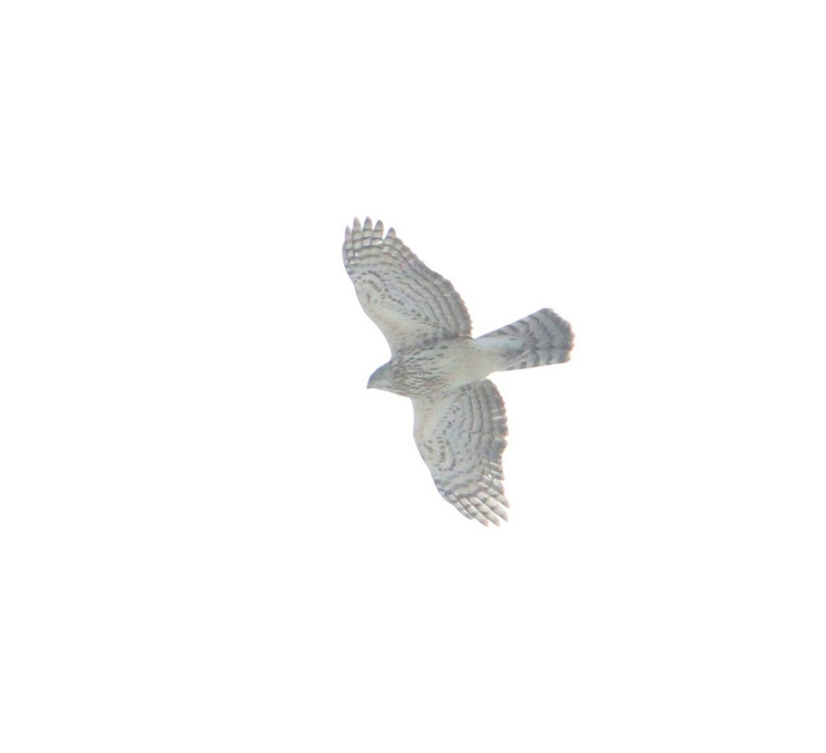 American Goshawk - Samuel Denault