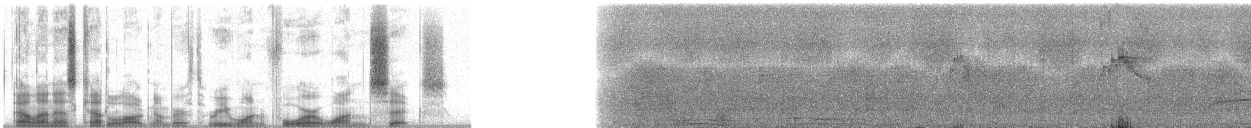 White-ruffed Manakin - ML31416