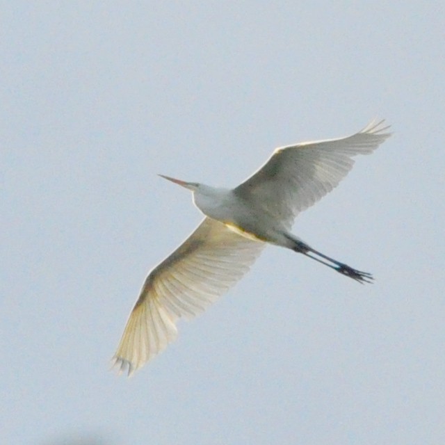 Great Egret - ML314160391