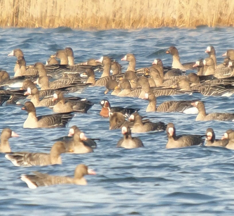 Red-breasted Goose - ML314161911