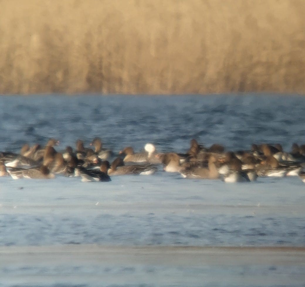 Greater White-fronted x Barnacle Goose (hybrid) - ML314162011