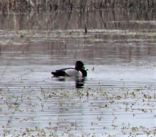 Ring-necked Duck - ML314163461