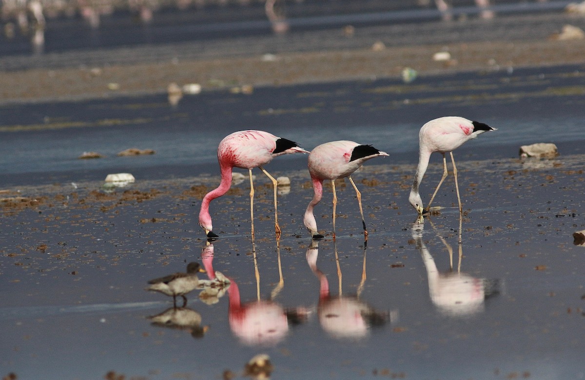 Andean Flamingo - Carlos  Pedro