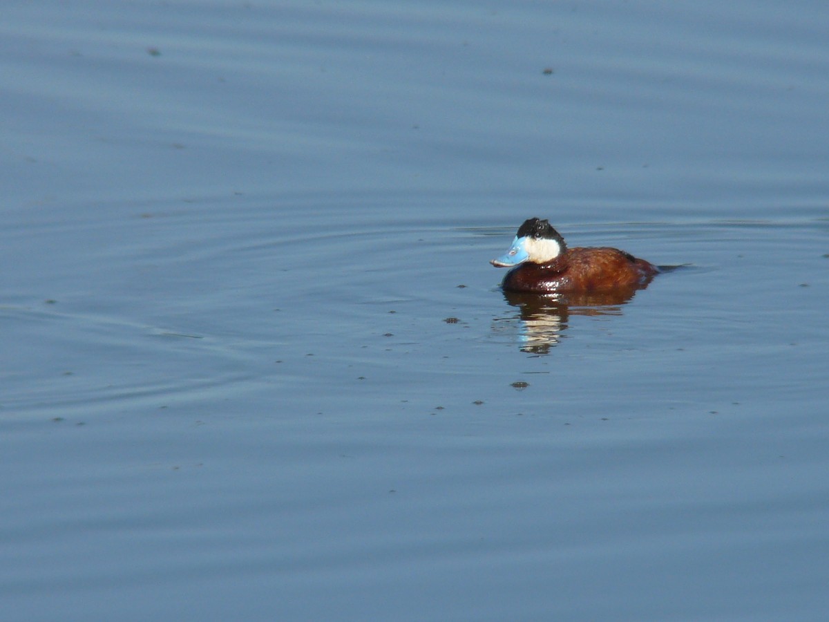 Ruddy Duck - ML314165671