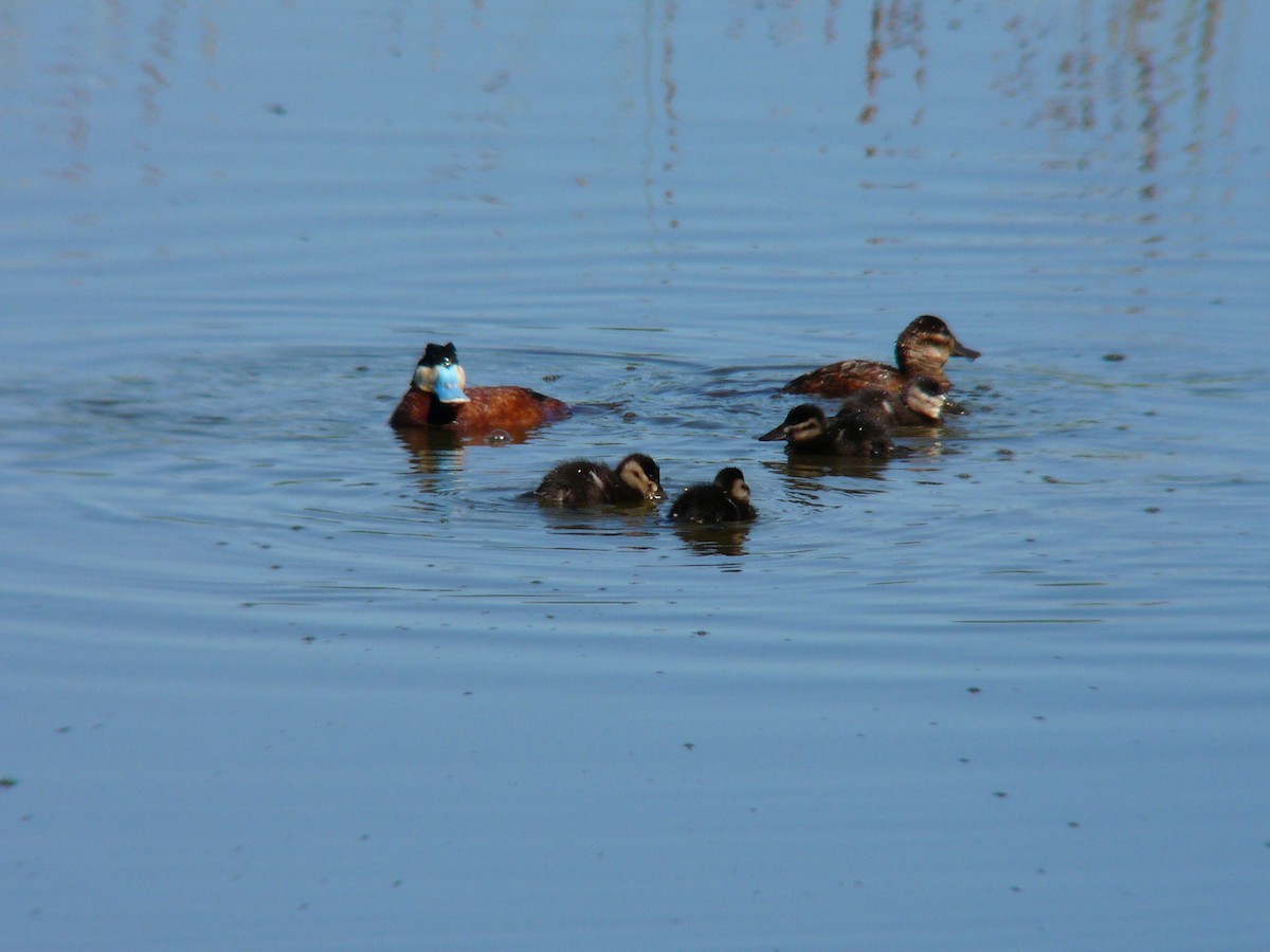 Ruddy Duck - ML314165711