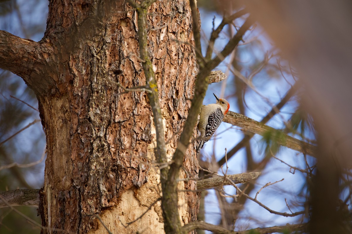 Red-bellied Woodpecker - ML314166051