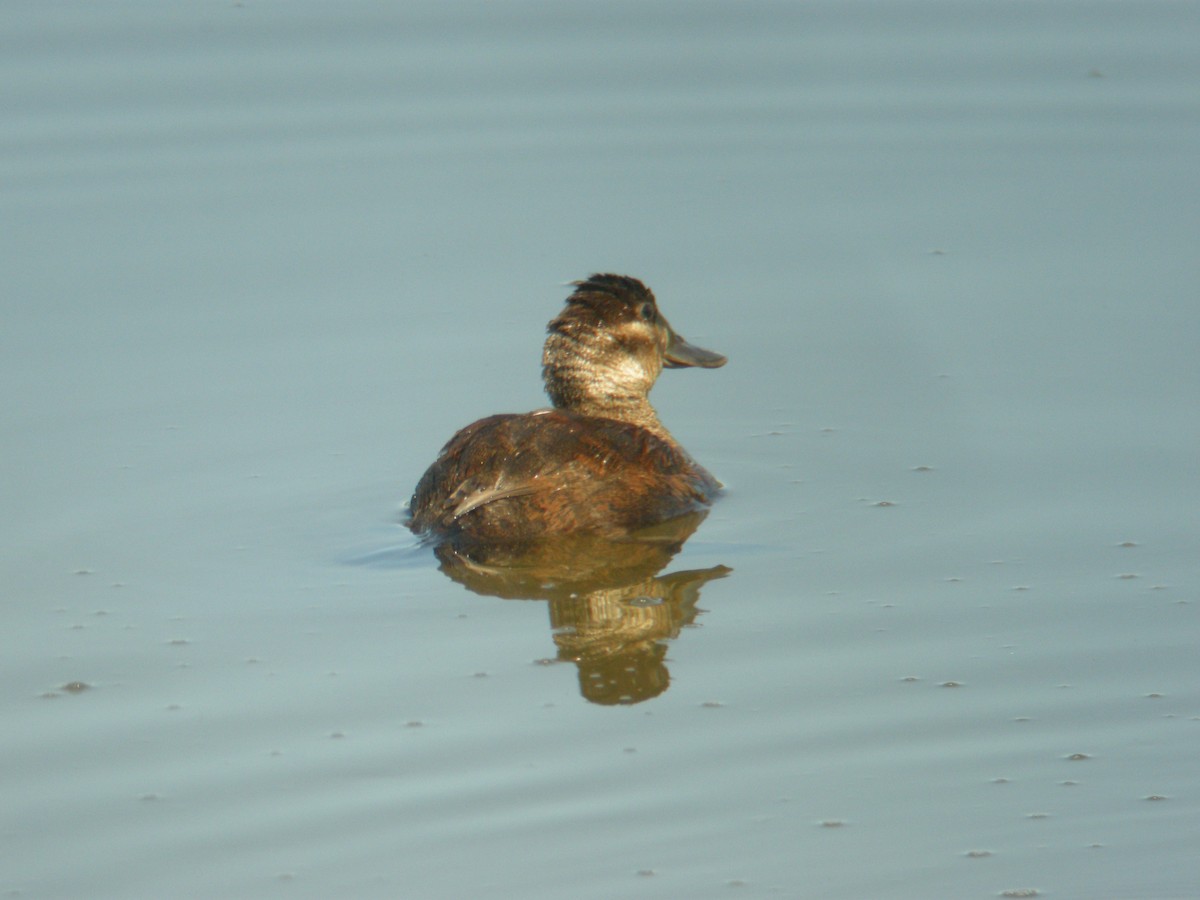 Ruddy Duck - Germain Savard