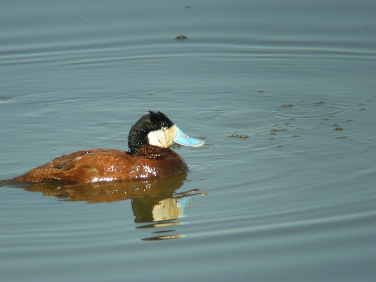 Ruddy Duck - ML314166481