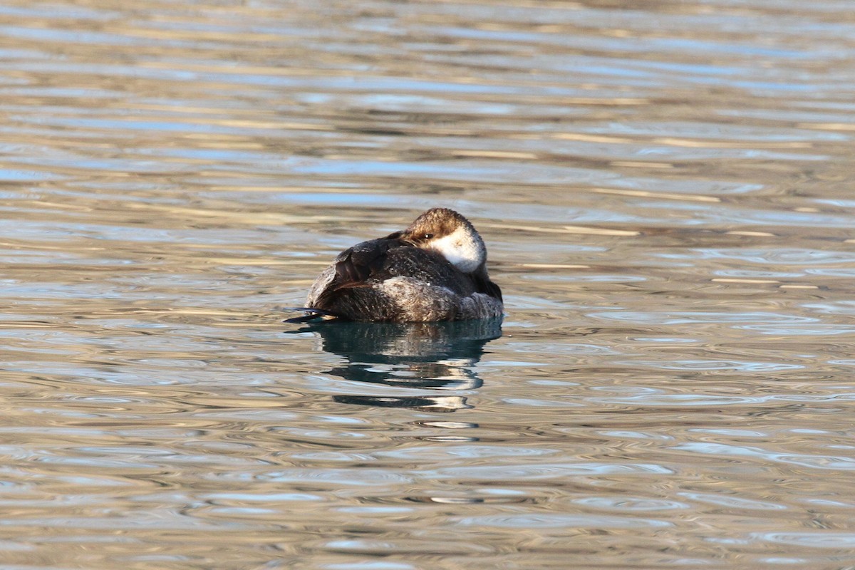 Ruddy Duck - ML314169401