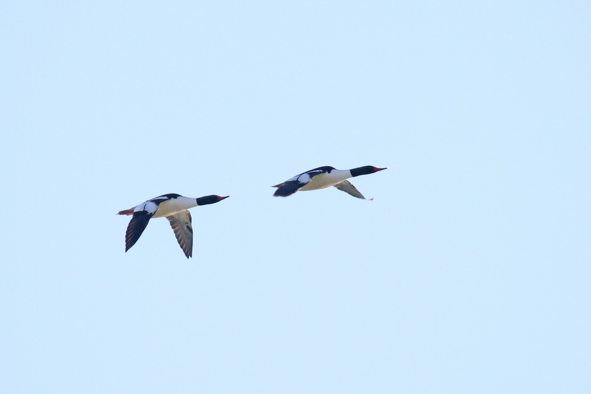 Common Merganser - ML314169571