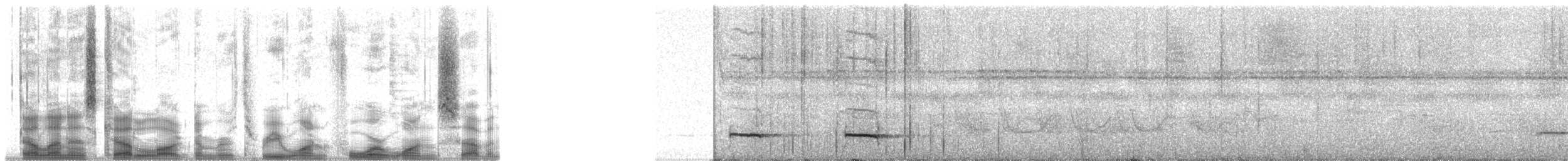 Black-faced Antthrush - ML31417