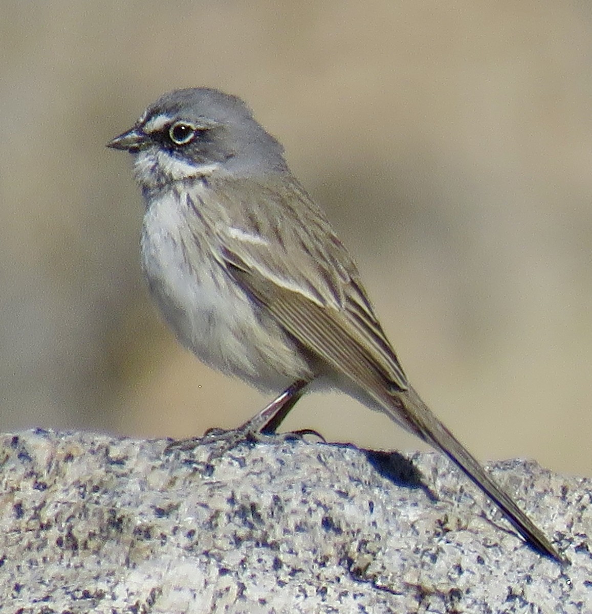 Bruant des armoises - ML314170031