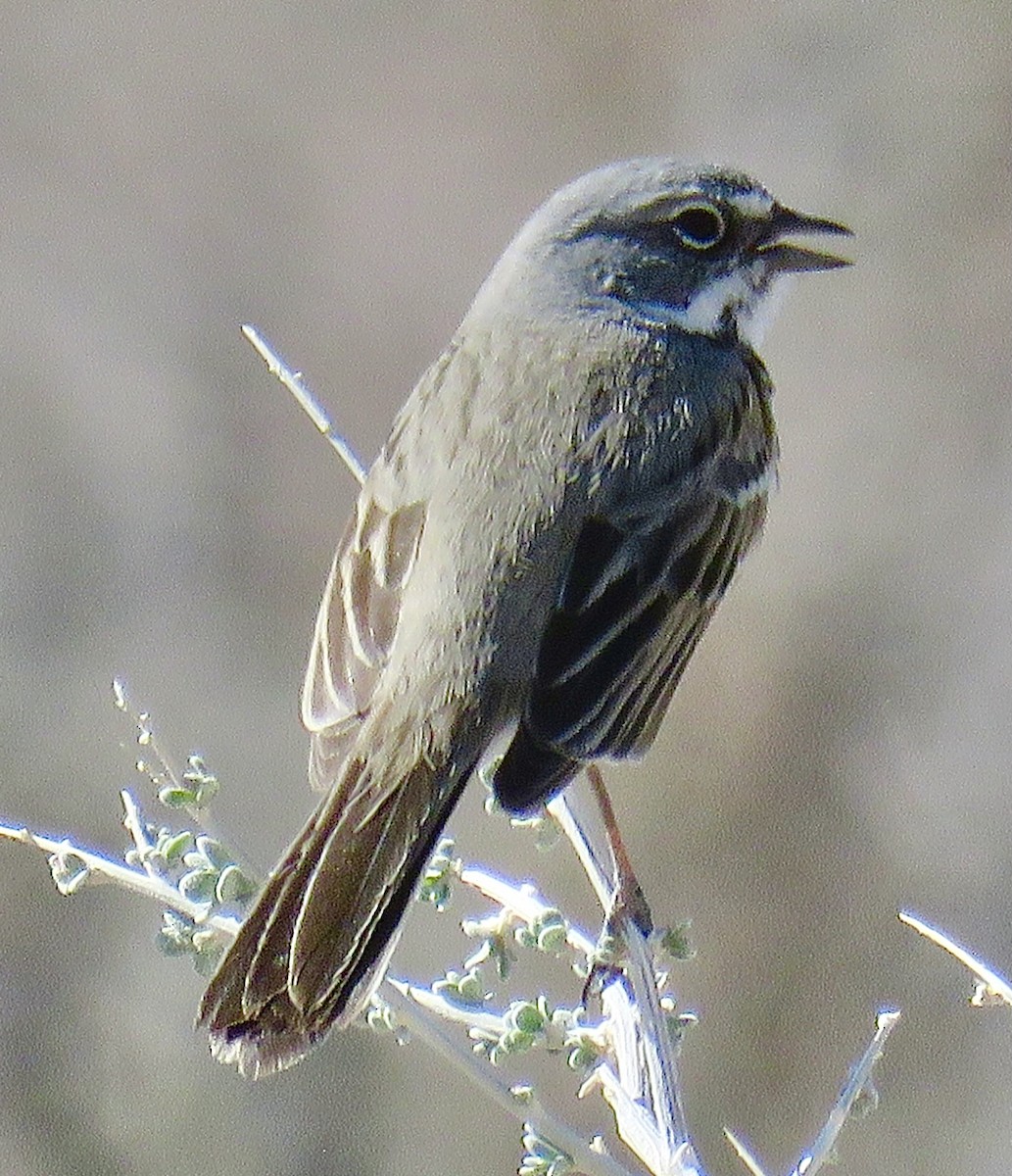 Bell's Sparrow - Barbara Kelley