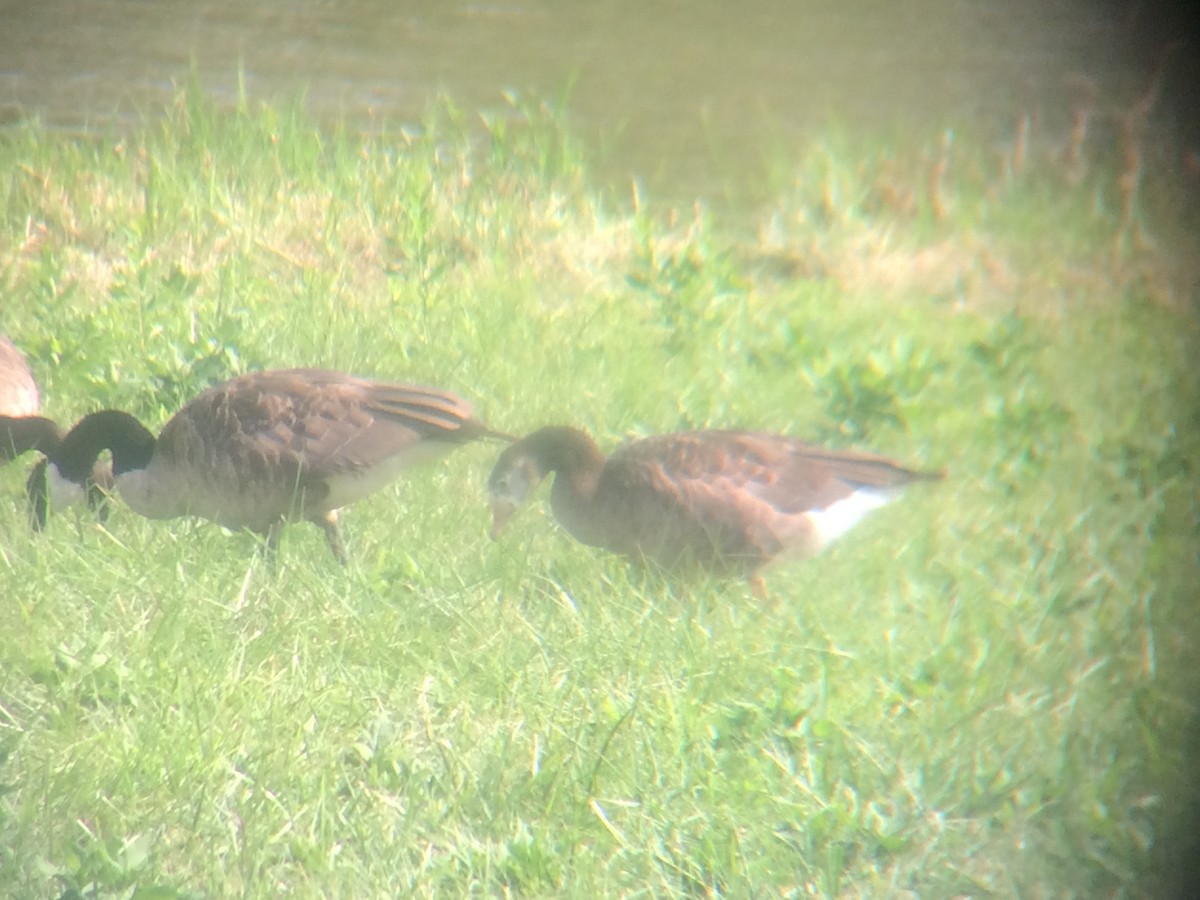 Antzara/Branta sp. - ML31417251