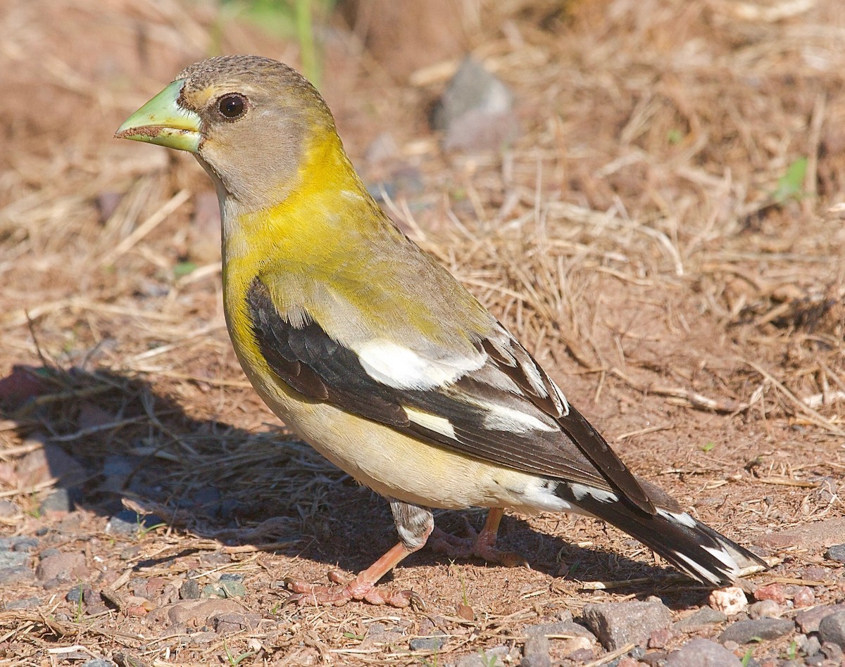 Evening Grosbeak - ML31417371