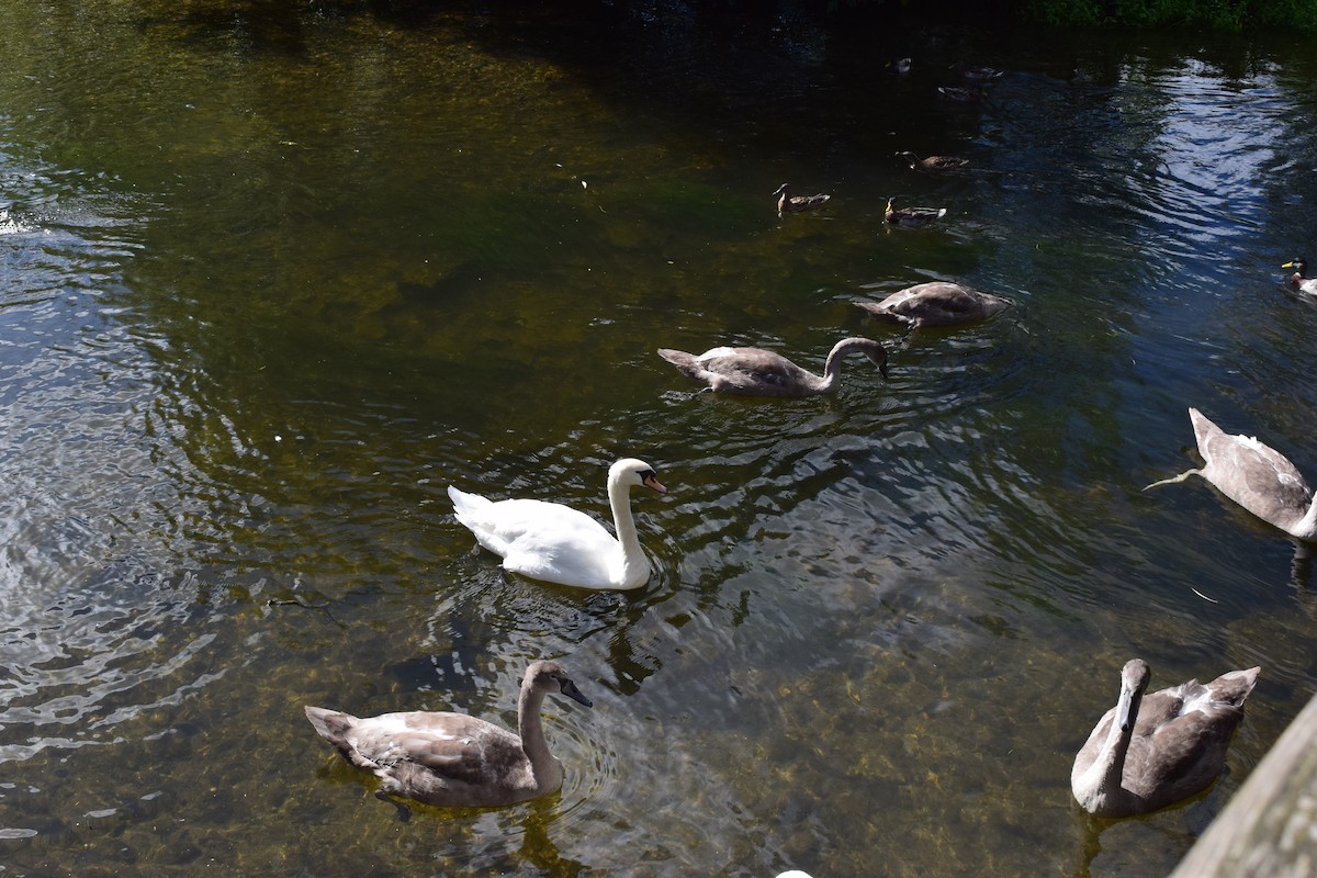 Cigno reale - ML314174471