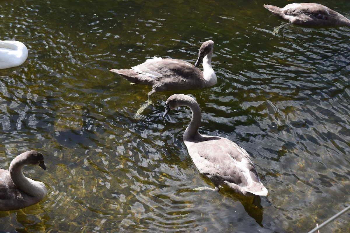 Cigno reale - ML314174481