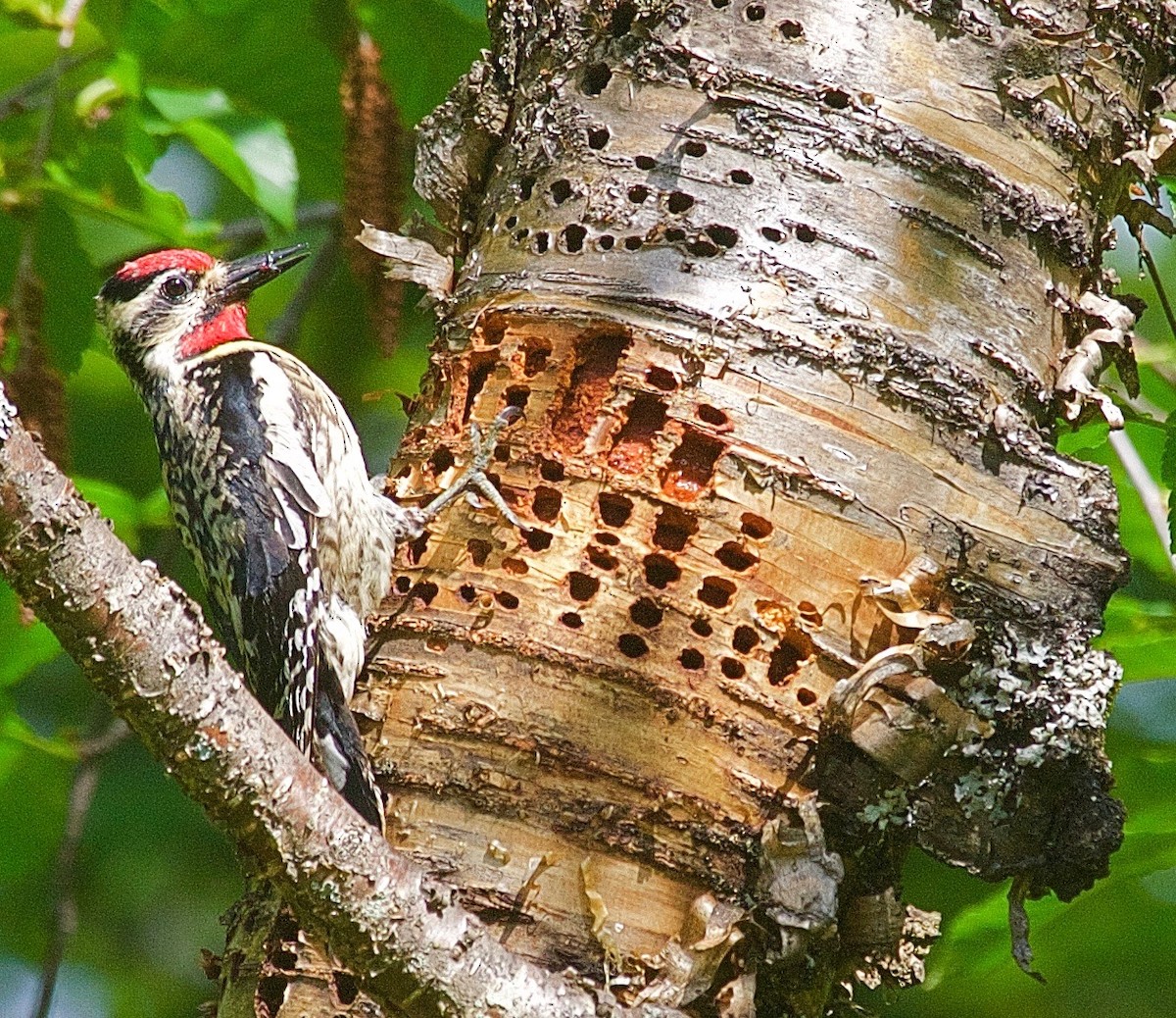 Yellow-bellied Sapsucker - ML31417541