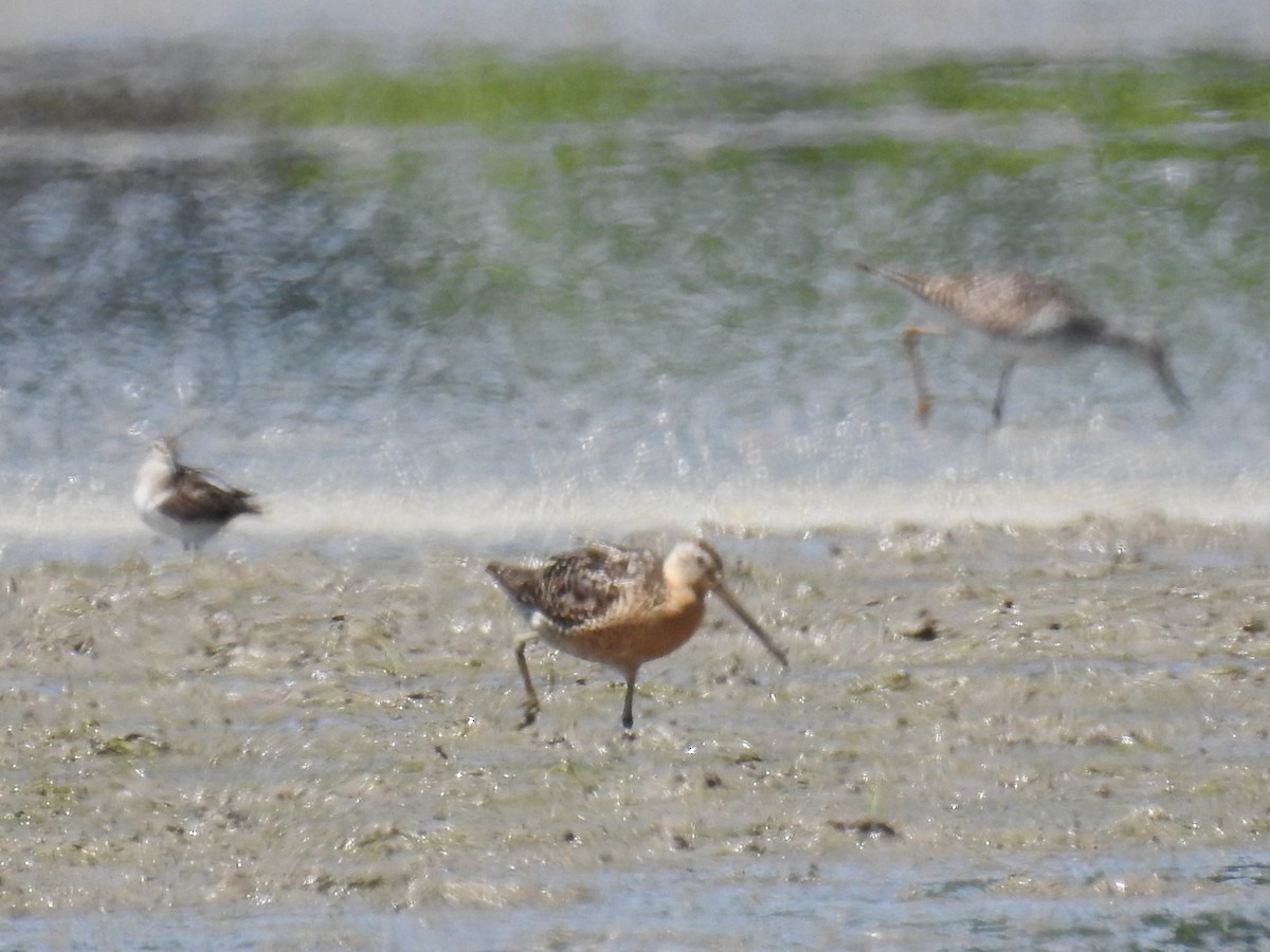 Short-billed Dowitcher - ML31417661