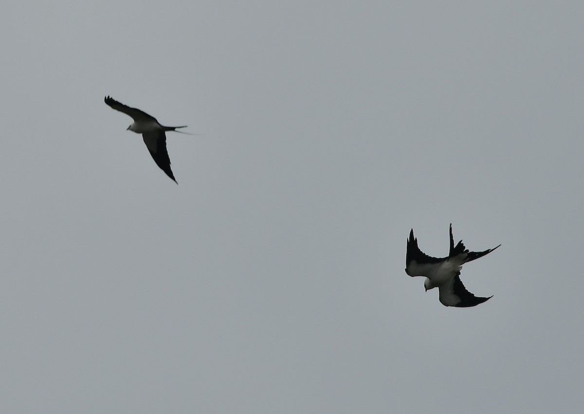 Swallow-tailed Kite - ML314176811