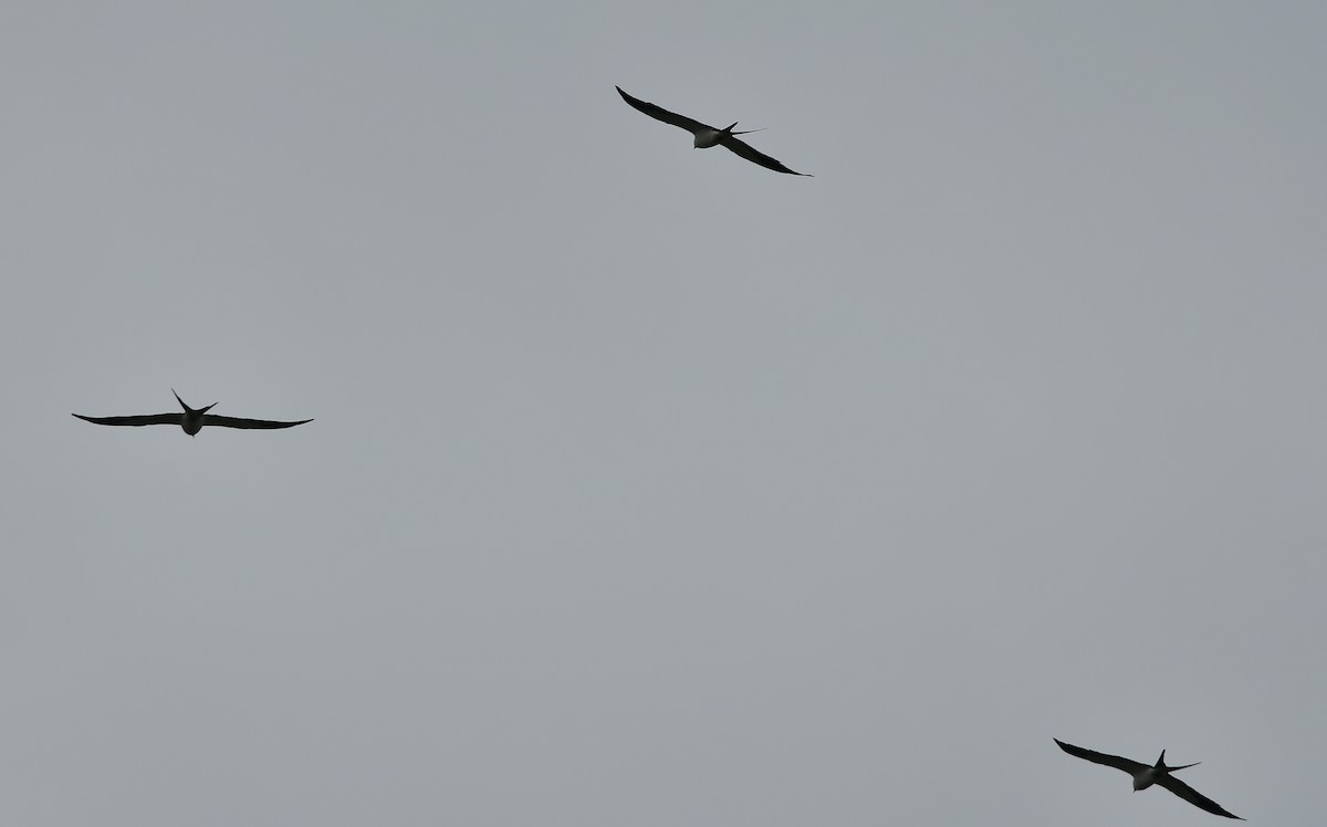 Swallow-tailed Kite - ML314176841