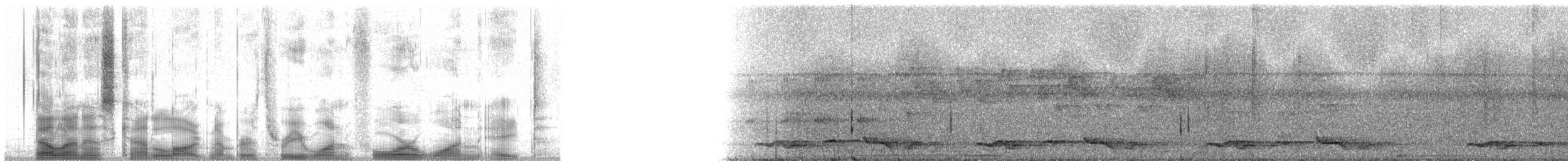 Spotted Wood-Quail - ML31418