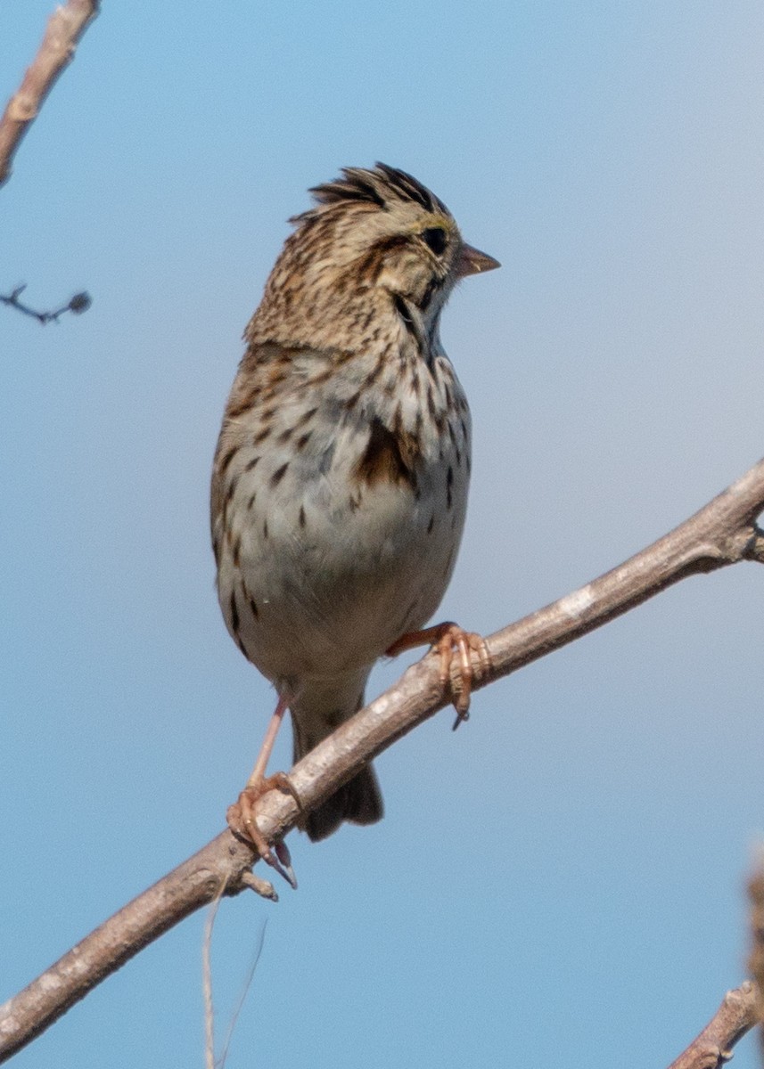 Savannah Sparrow - ML314182091