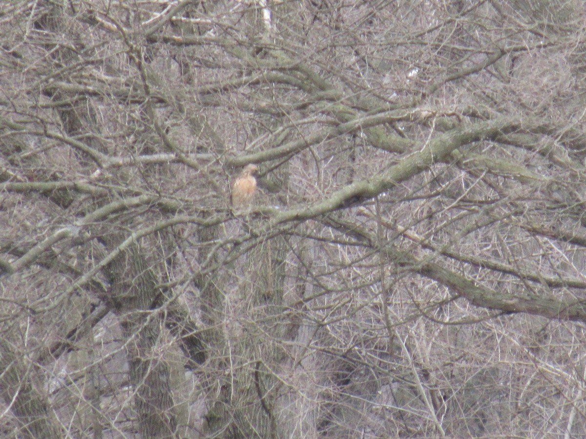 Red-shouldered Hawk - ML314182851