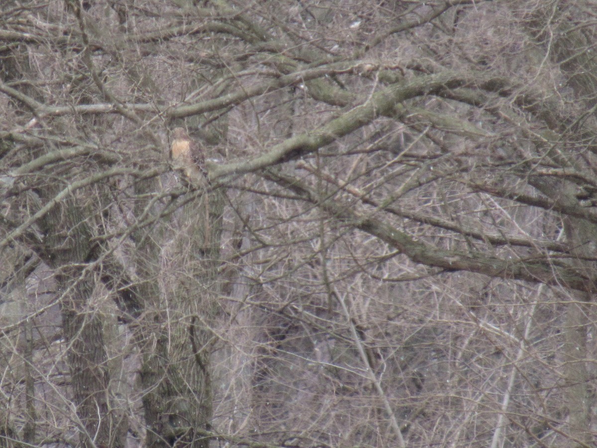 Red-shouldered Hawk - ML314182901