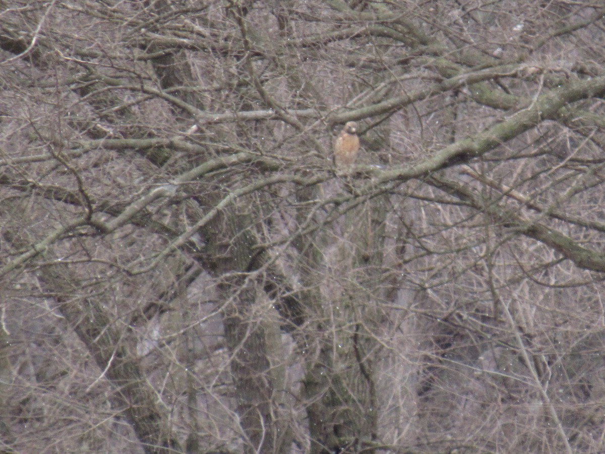 Red-shouldered Hawk - ML314182921