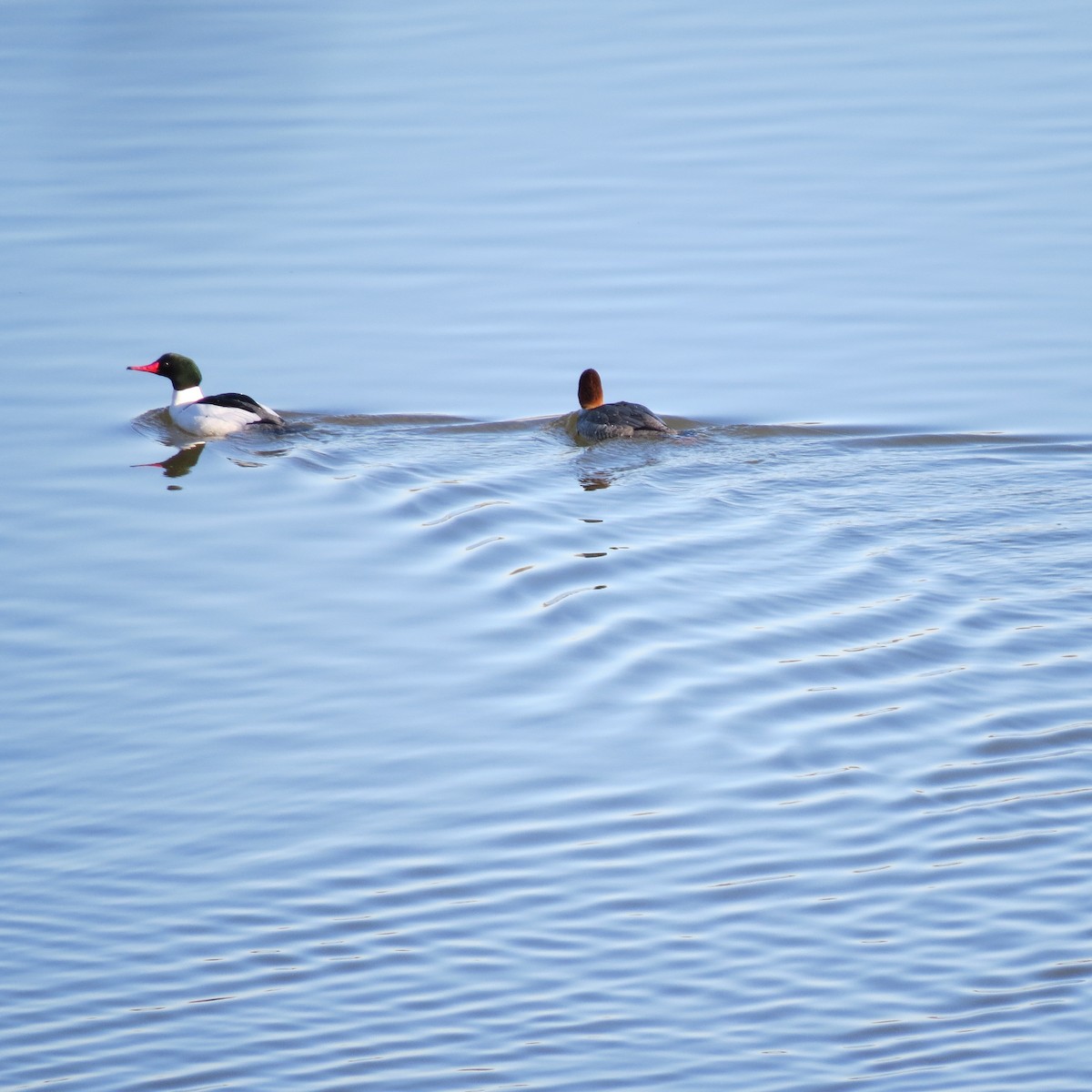 Common Merganser - ML314183151