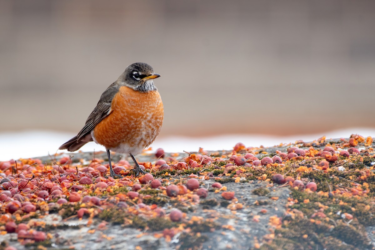 American Robin - Matthew Bode