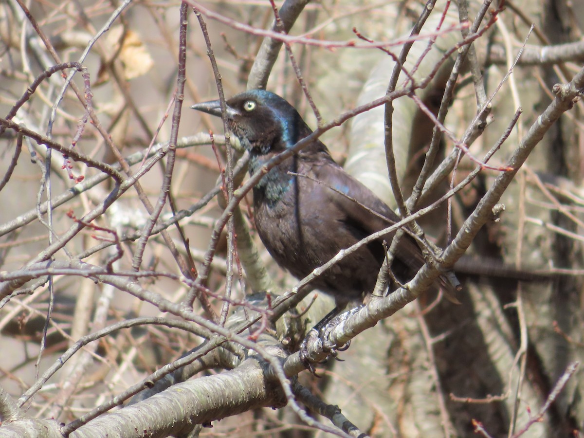 Common Grackle - ML314185021