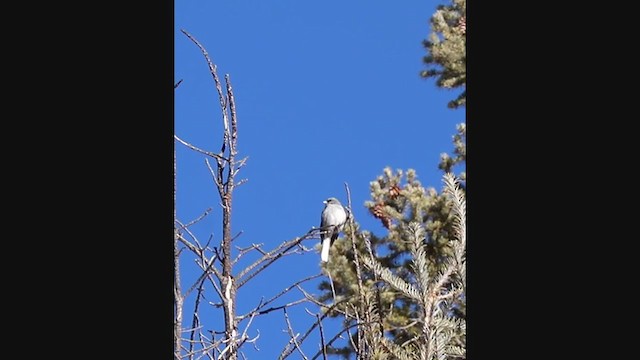 Dark-eyed Junco (Gray-headed) - ML314185071