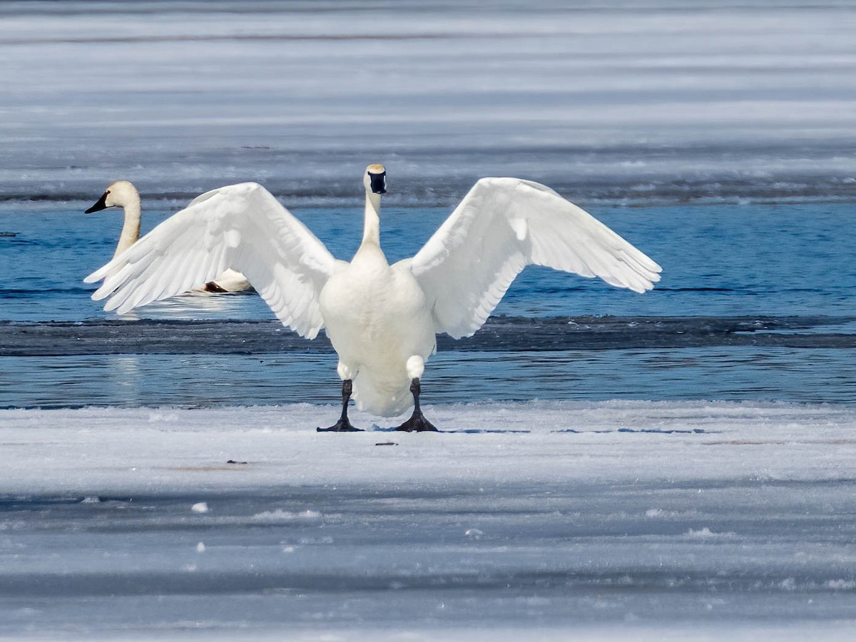 Cygne siffleur - ML314187591