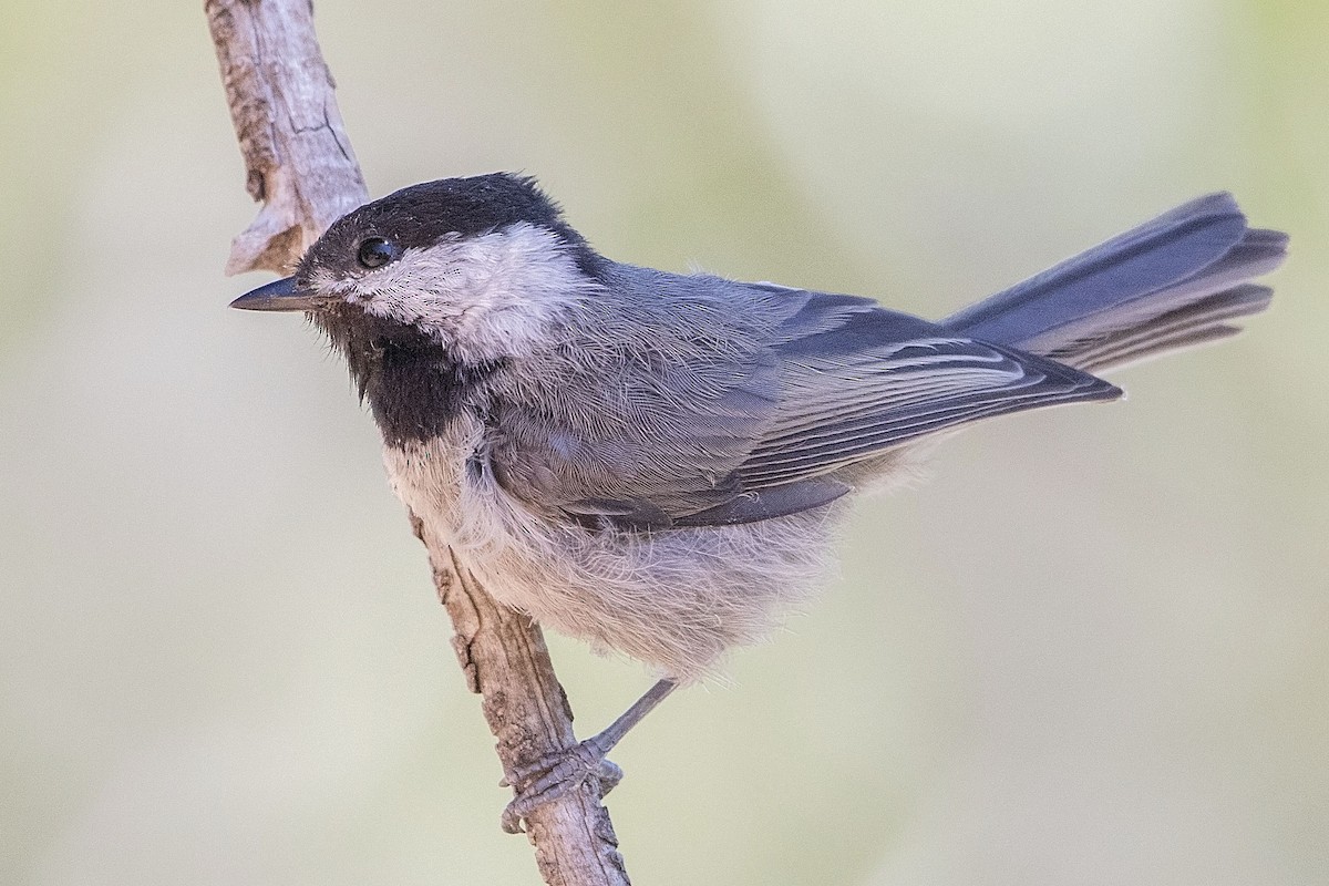 Mexican Chickadee - ML31418791