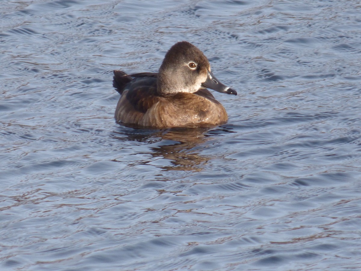 Ring-necked Duck - ML314187951