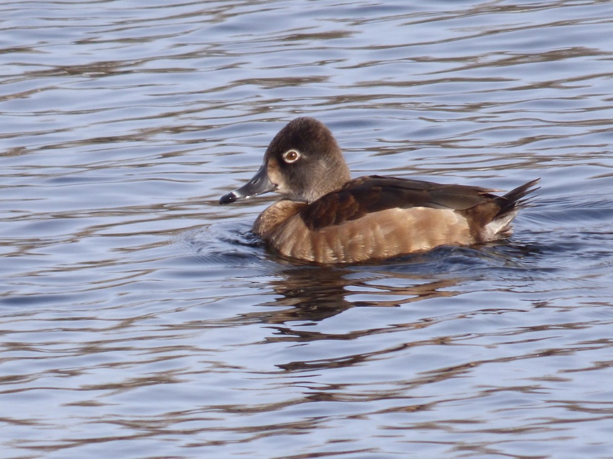 Ring-necked Duck - ML314187991