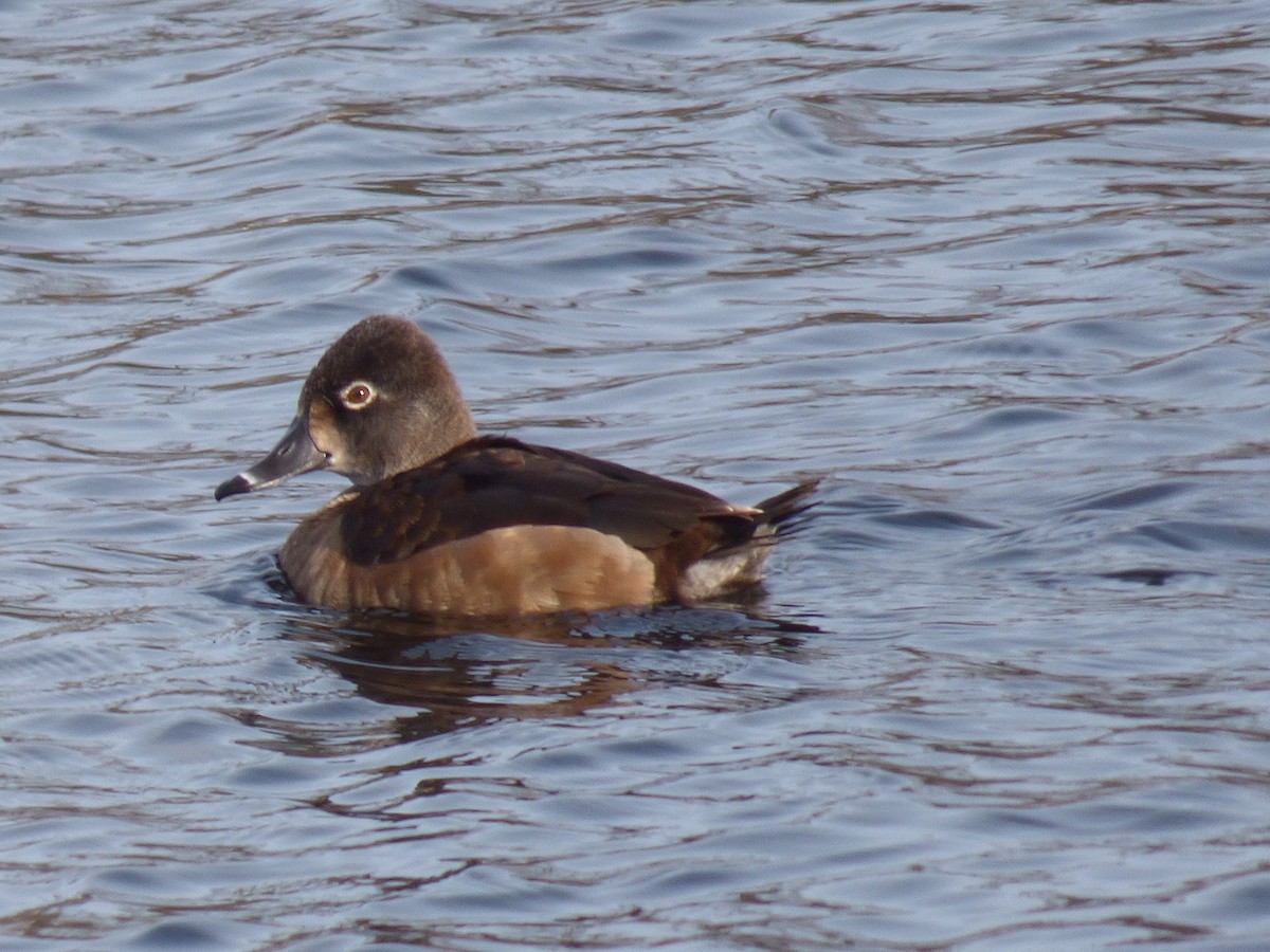 Ring-necked Duck - ML314188001