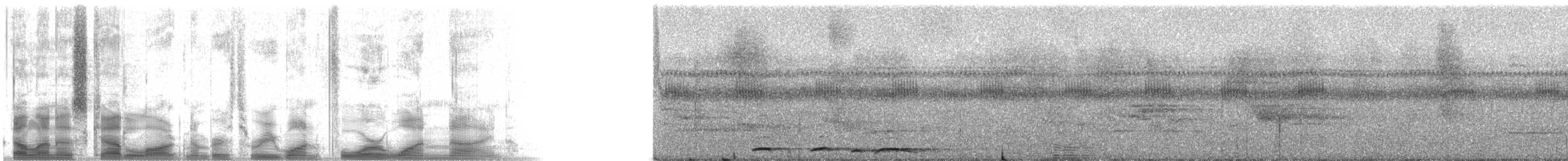 Short-billed Pigeon - ML31419