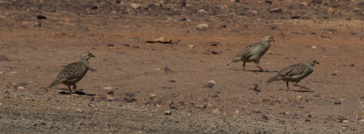 Gray Francolin - ML314190401