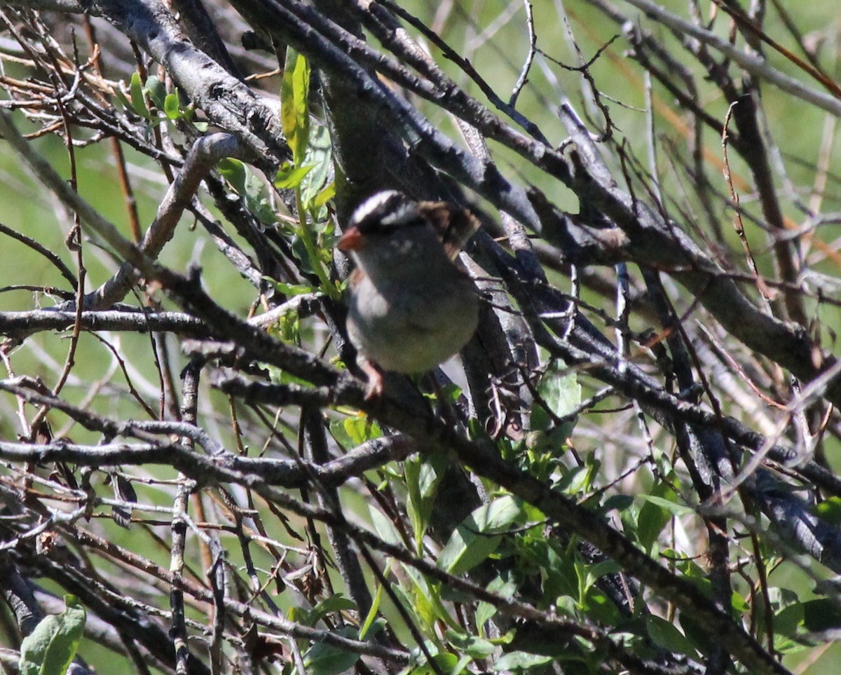 White-crowned Sparrow - John  Crosby