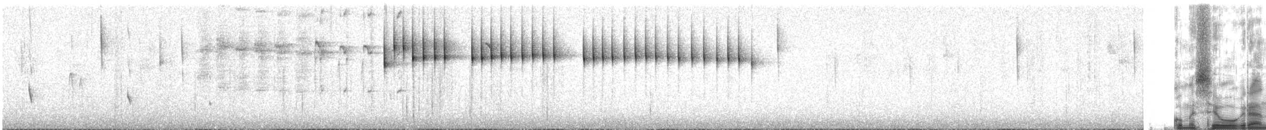 hvitbryststammeløper - ML31419301