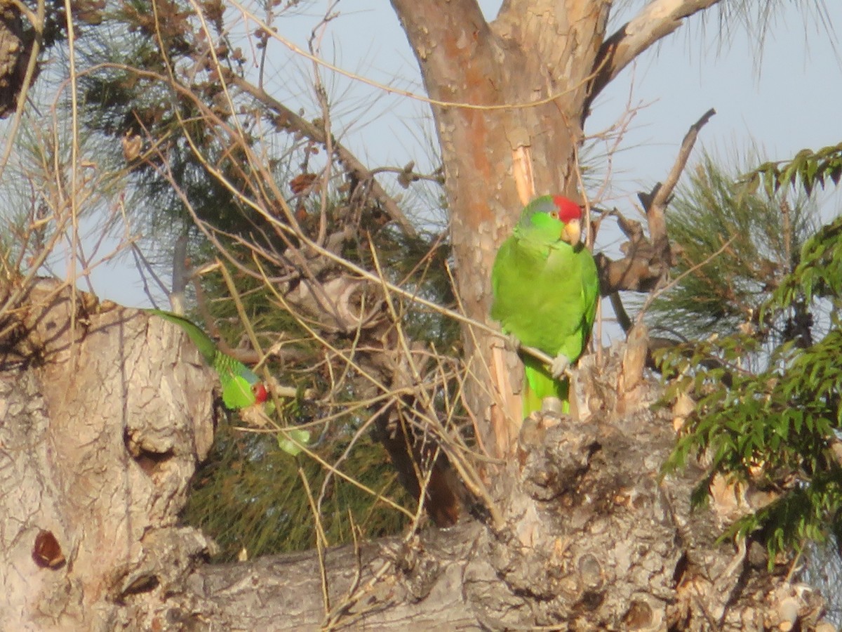 Red-crowned Parrot - Bob Packard