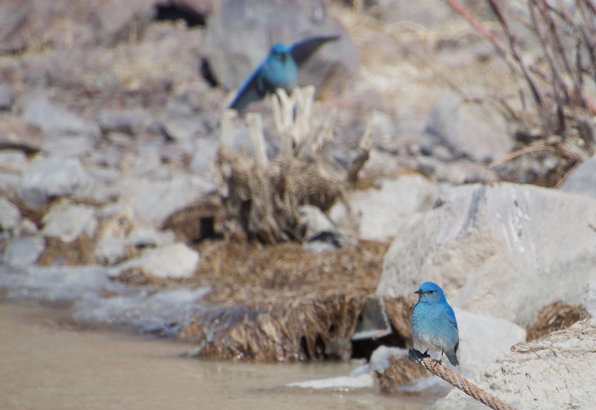 Mountain Bluebird - ML314194871